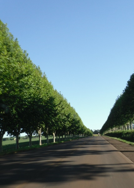 Set of trees along the road in Missões