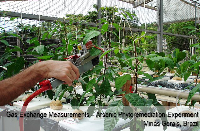 Gas exchange measurements in a arsenic phytoremediation experiment - Minas Gerais, Brazil