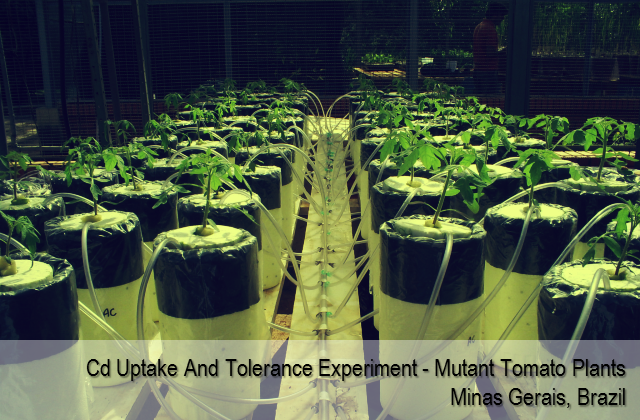 Cadmium uptake and tolerance in tomato mutant plants - Minas Gerais, Brazil