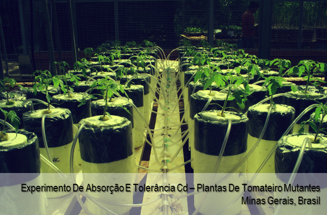Experimento de absorção e tolerância ao cádmio em plantas de tomateiro mutantes - Minas Gerais, Brasil