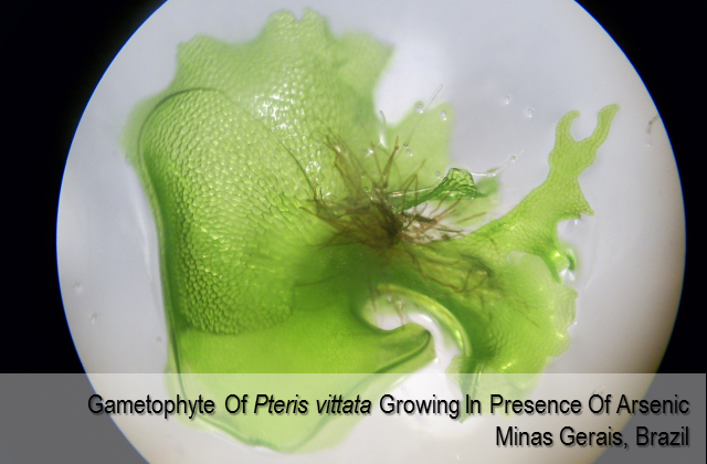 Gametophyte of Pteris vittata growing in presence of arsenic - Minas Gerais, Brazil
