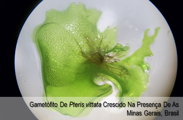 Gametófito de Pteris vittata crescido na presença de arsênio - Minas Gerais, Brasil