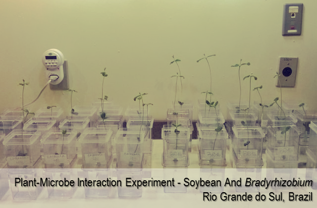 Plant-microbe interaction experiment between soybean and Bradyrhizobium - Rio Grande do Sul, Brazil