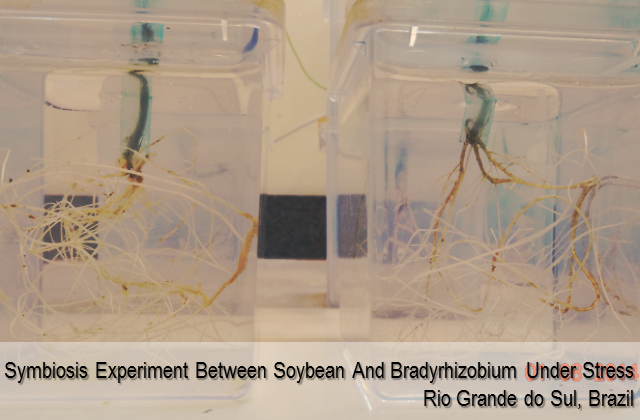 Symbiosis experiment between soybean and Bradyrhizobium under stress - Rio Grande do Sul, Brazil