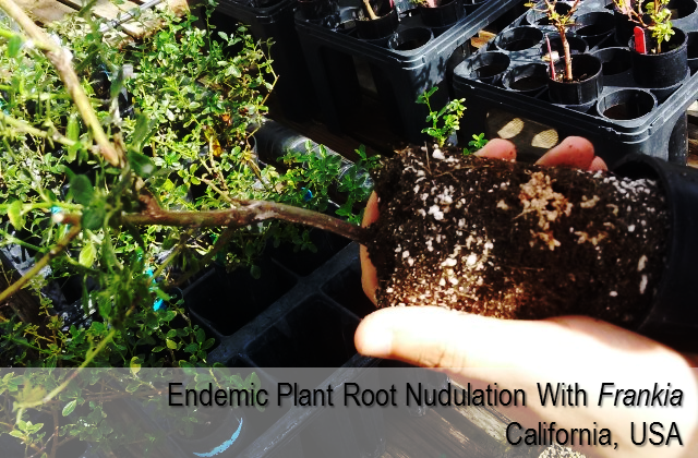Endemic plant root nodulation with Frankia - California, USA
